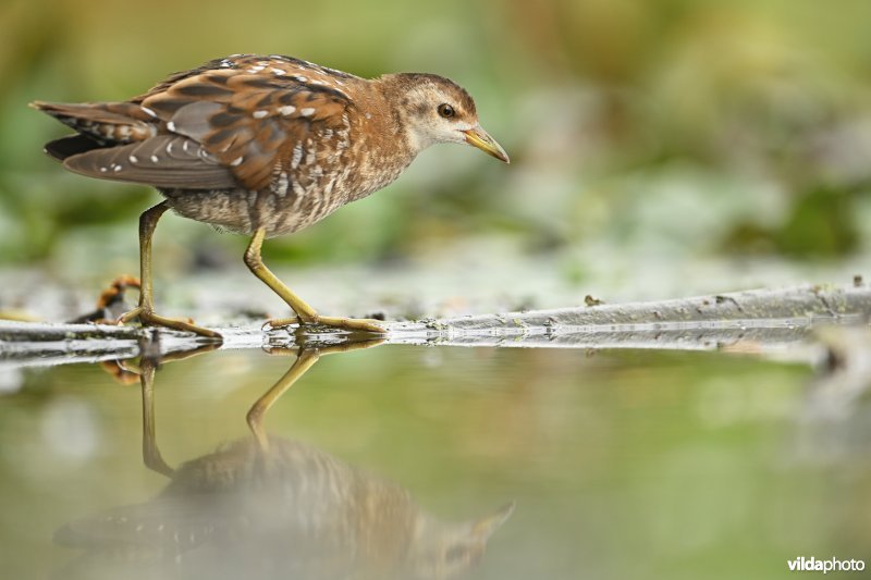 Klein waterhoen