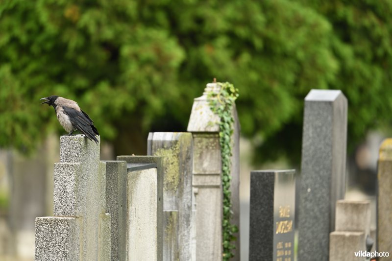 Bonte kraai op kerkhof