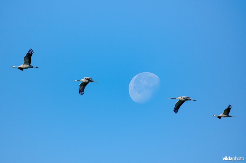 Kraanvogels voor de  maan