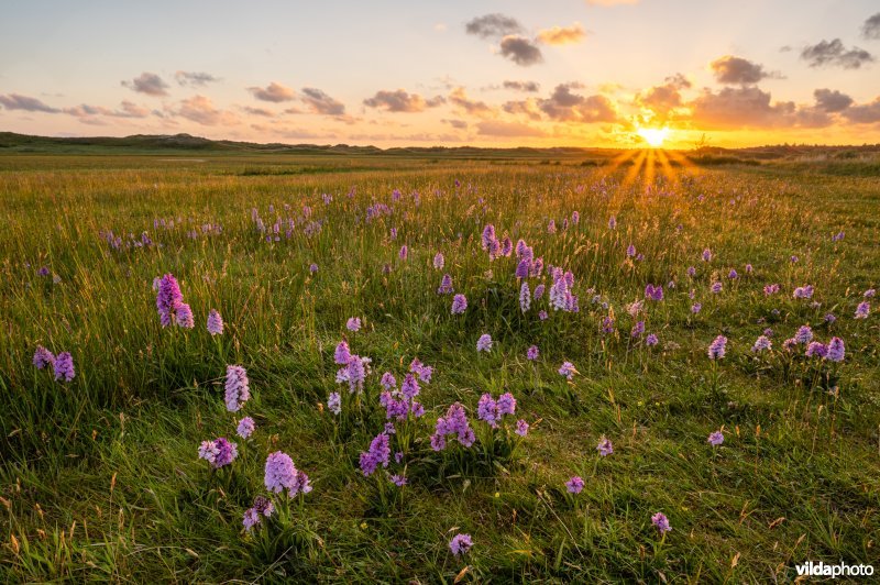 Gevlekte orchissen in de duinen van Terschelling