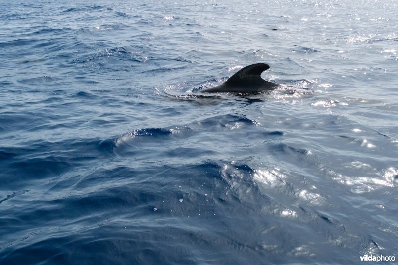 Indische Grienden voor de kust van La Gomera, Canarische Eilanden.