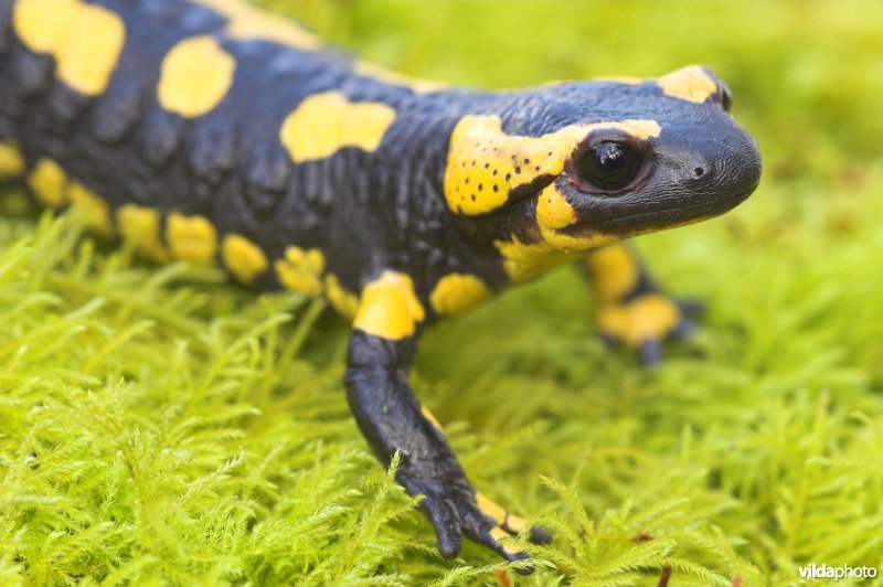 Vuursalamander
