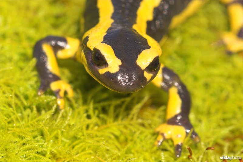 Vuursalamander