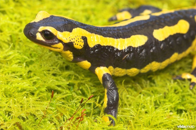 Vuursalamander