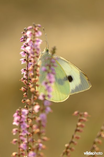 Groot koolwitje drinkt nectar uit de bloemen van Struikhei