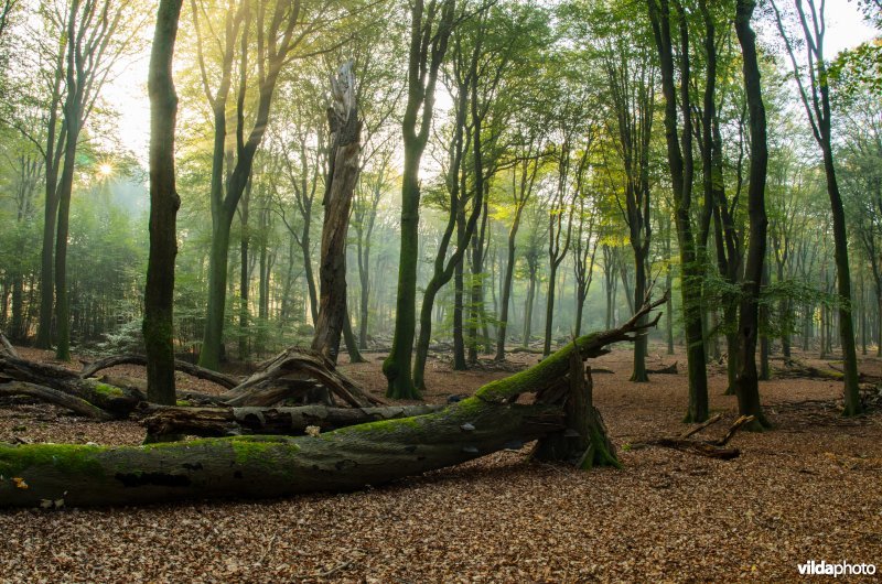 Dood hout in een beukenbos