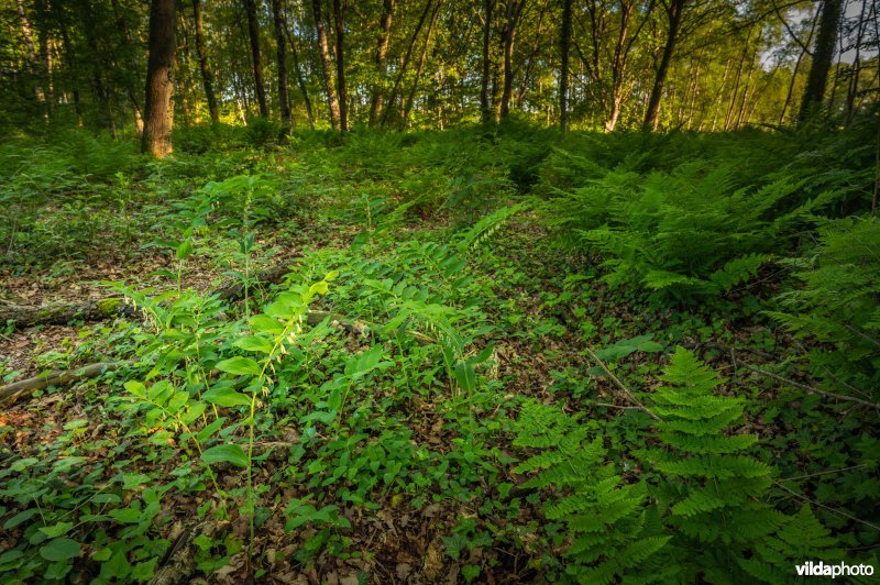 Gewone salomonszegel in een bos