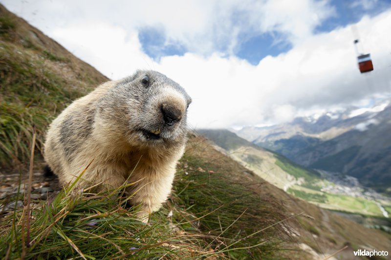 Alpenmarmot