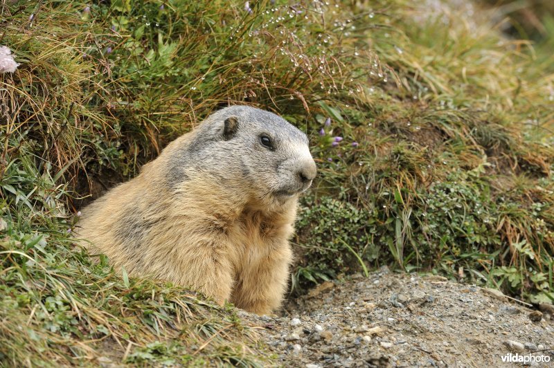 Alpenmarmot