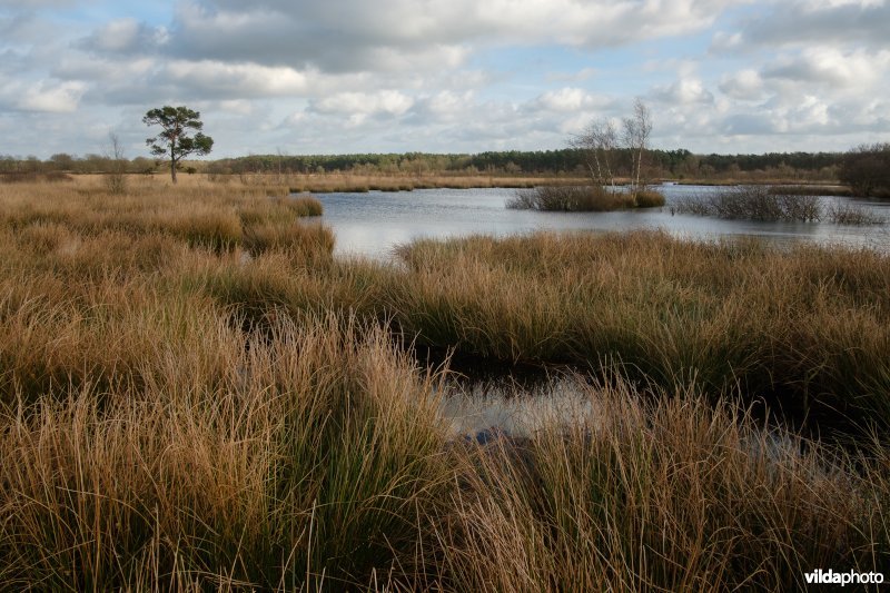 Dwingelderveld