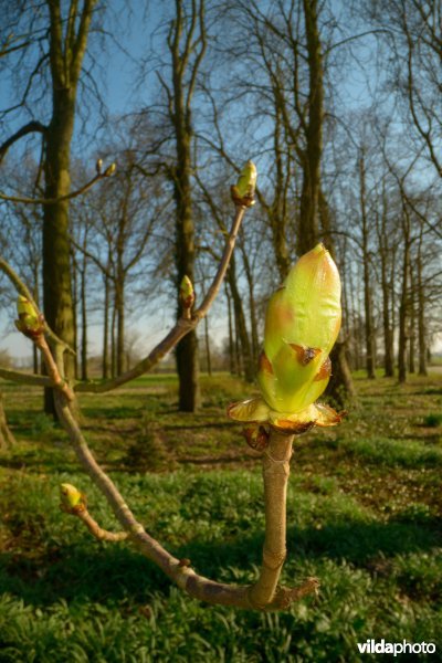 Knoppen van paardenkastanje