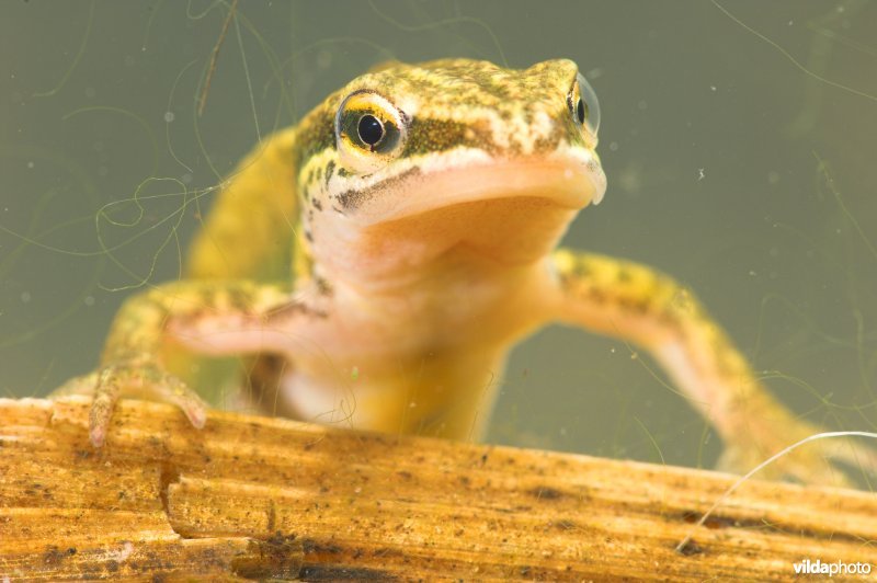 Vinpootsalamander