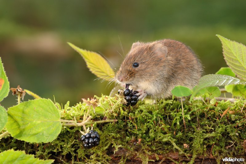 Rosse woelmuis