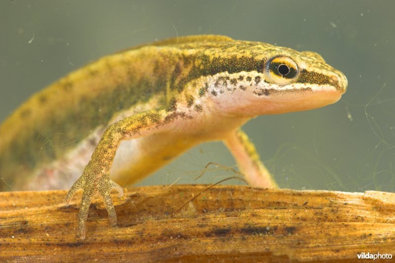 Vinpootsalamander