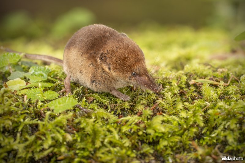 Bosspitsmuis