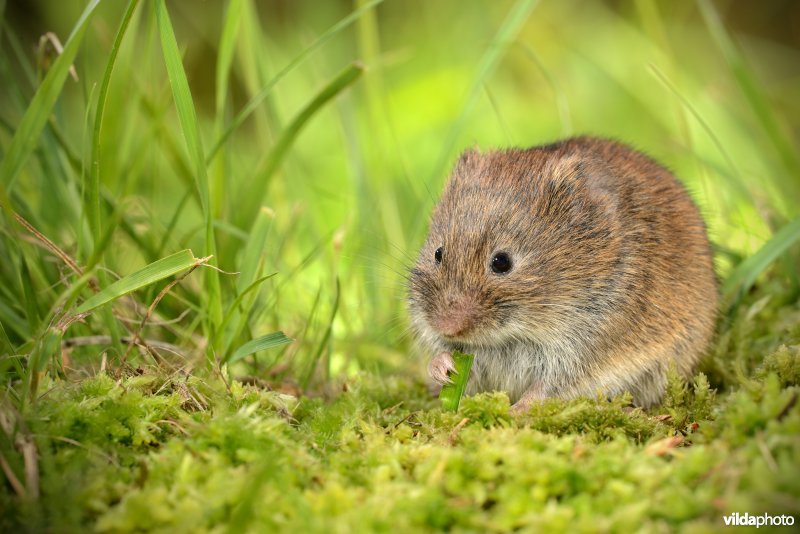 Aardmuis