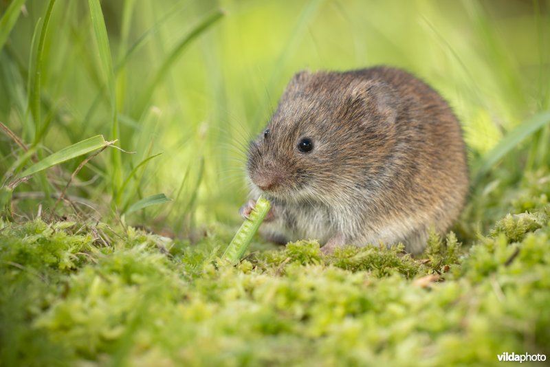 Aardmuis