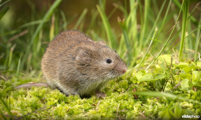 Aardmuis