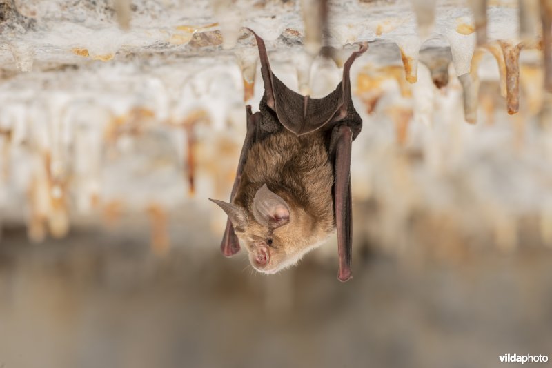 Grote hoefijzerneus