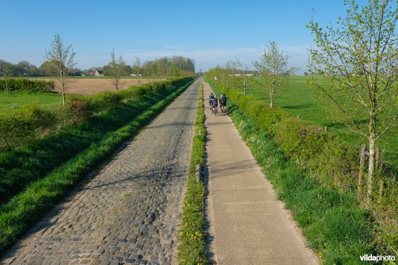 Gemengde haag met solitairen