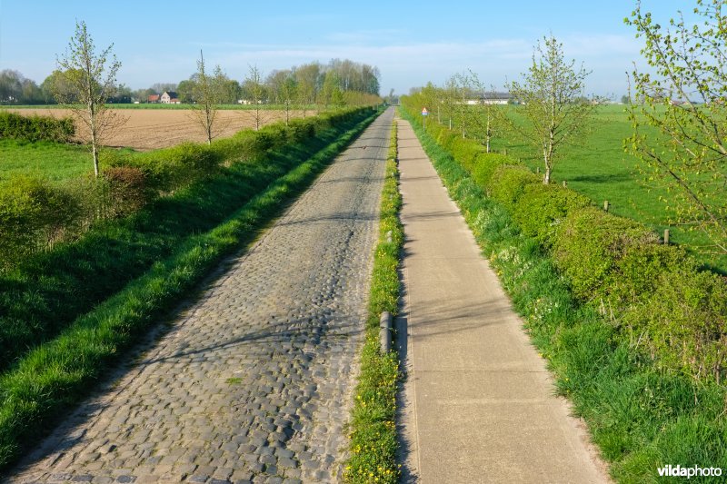 Gemengde haag met solitairen