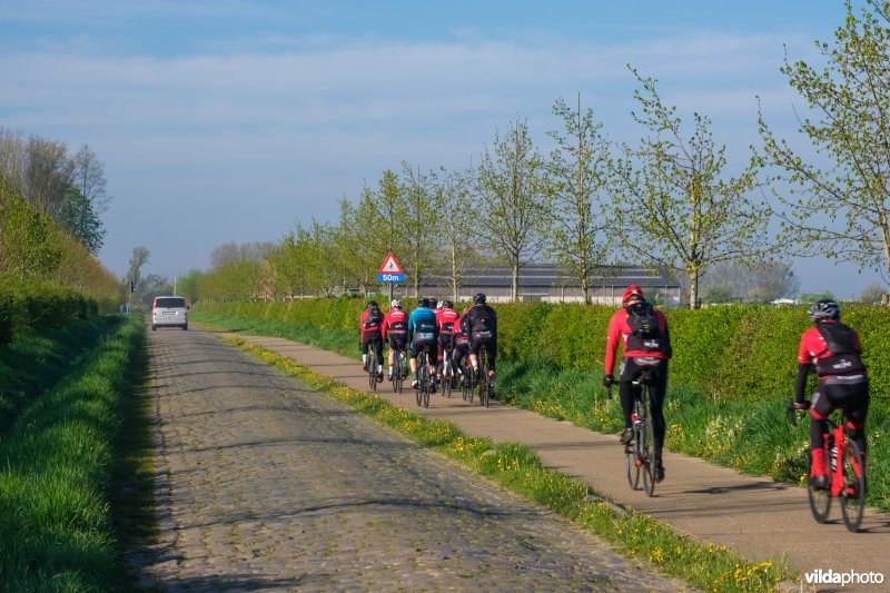 Gemengde haag met solitairen