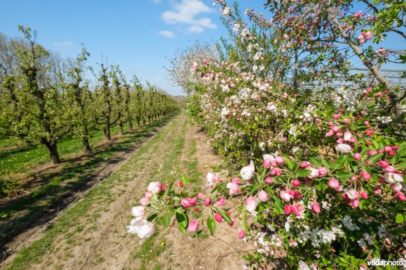 Gemengde haag met perelaar