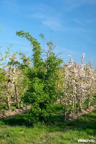 Kopbomen