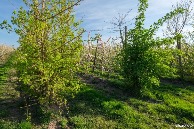 Kopbomen