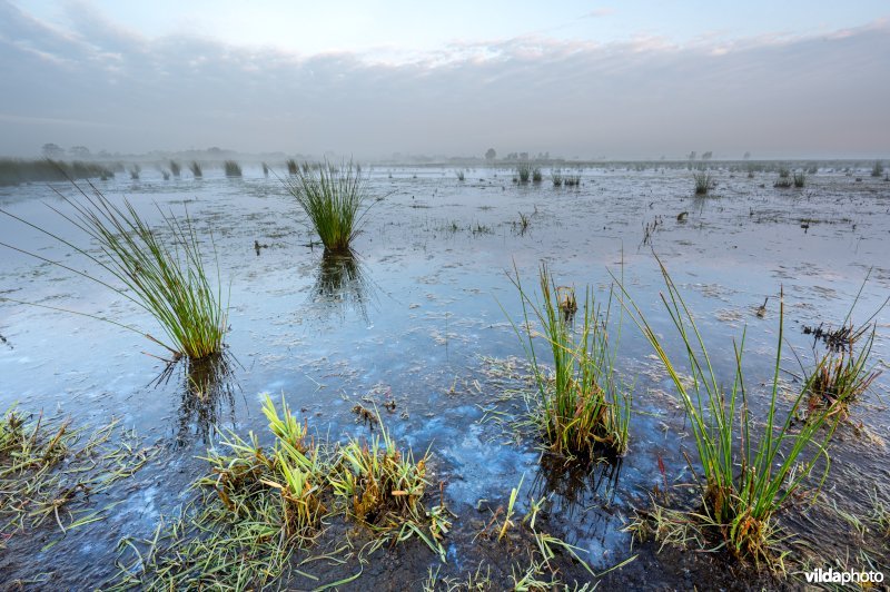 Kwelwater op geplagd blauwgrasland