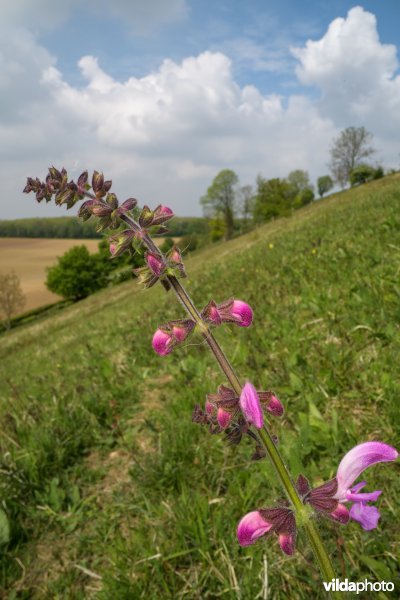 Kunderberg, Zuid-Limburg