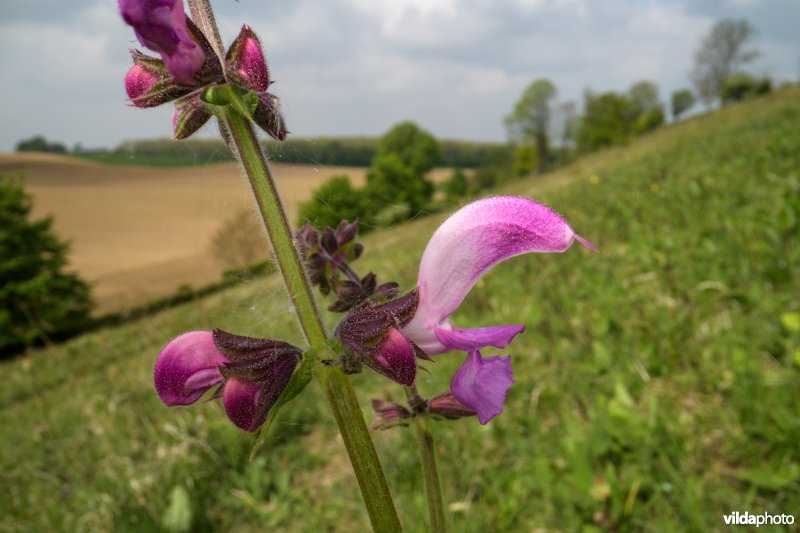 Kunderberg, Zuid-Limburg