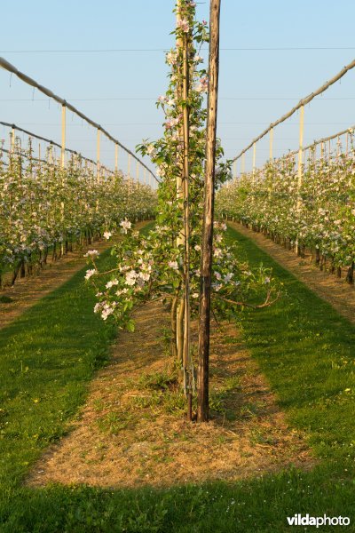 Teelt van laagstam-appels