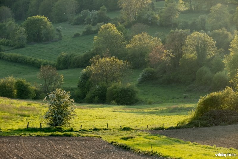 Landschap