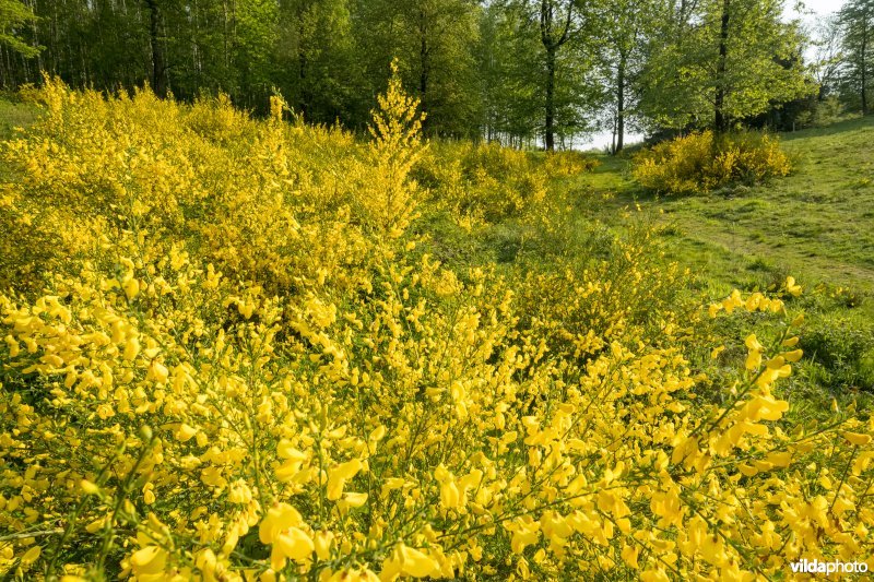 Schophemerheide