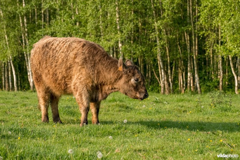 Schophemerheide