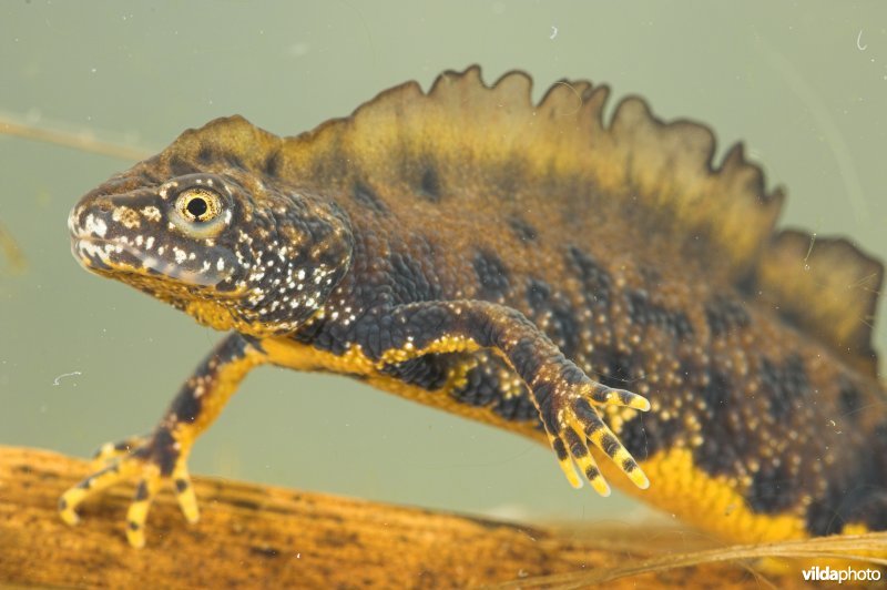 Kamsalamander