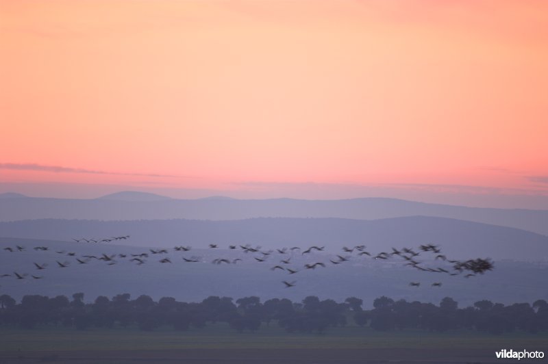 Kraanvogels op slaaptrek in Spanje