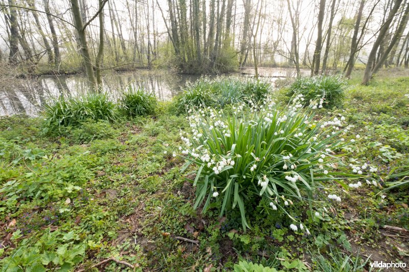 Lenteklokje