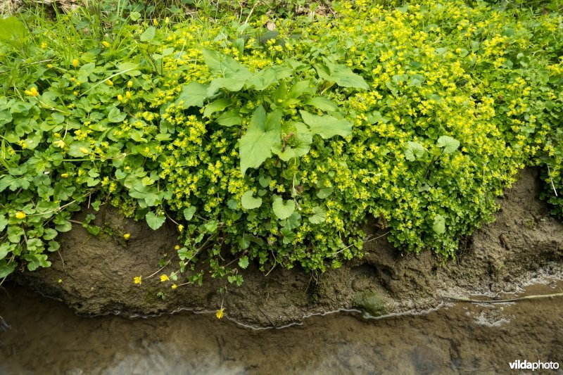 Goudveil naast een beekje