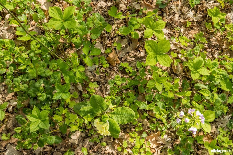 Rijke voorjaarsflora in een valleibos