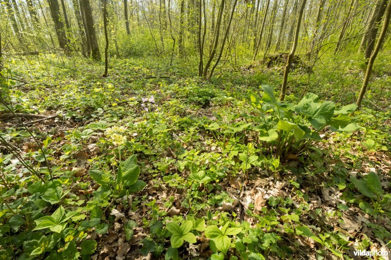 Rijke voorjaarsflora in een valleibos