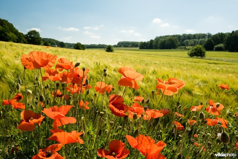 Bloemrijke akkerrand