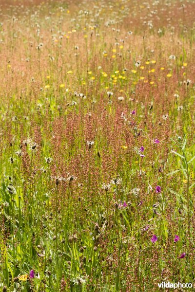 Bloemrijk grasland