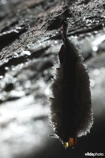 Ingekorven vleermuis