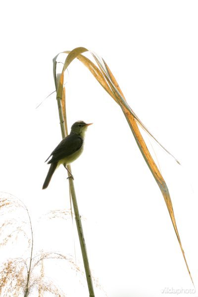 Kleine karekiet