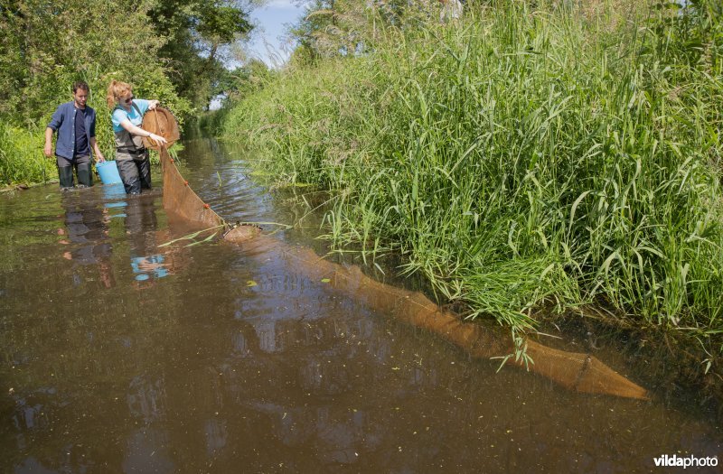 Onderzoek door het INBO naar de Noord-Aziatische modderkruiper