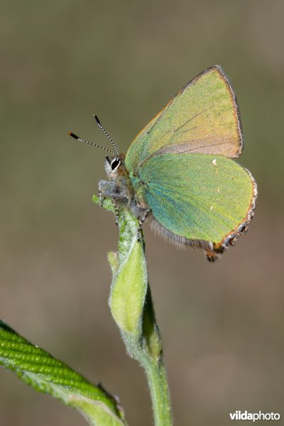 Groentje