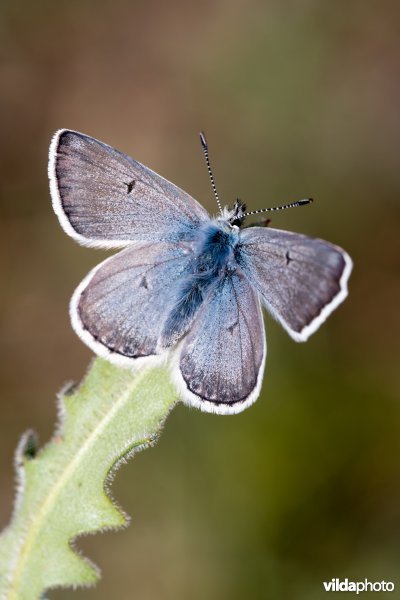 Noordelijk mansschildblauwtje