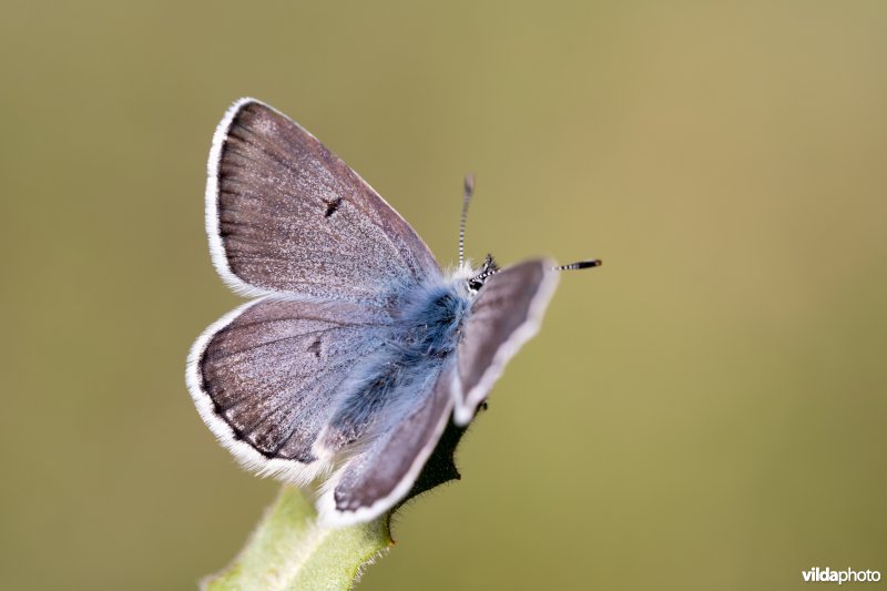 Noordelijk mansschildblauwtje